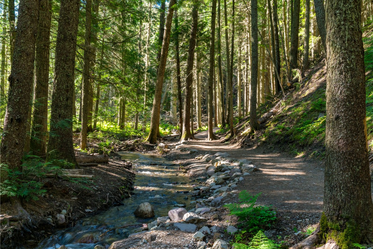 Hiking Trails In Usa