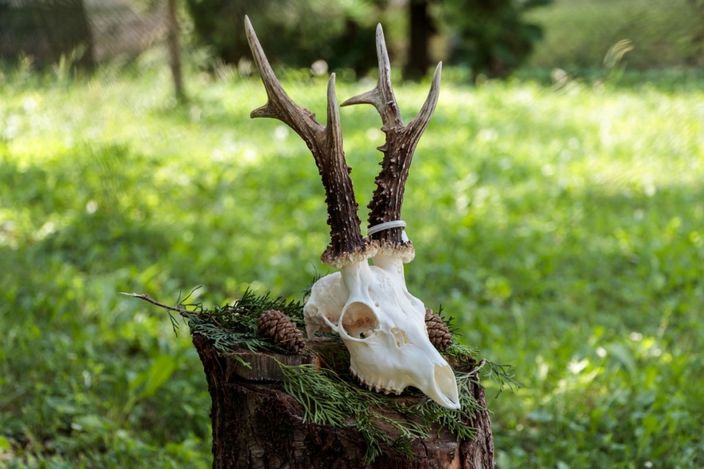 How to Clean a Deer Skull - Outabs