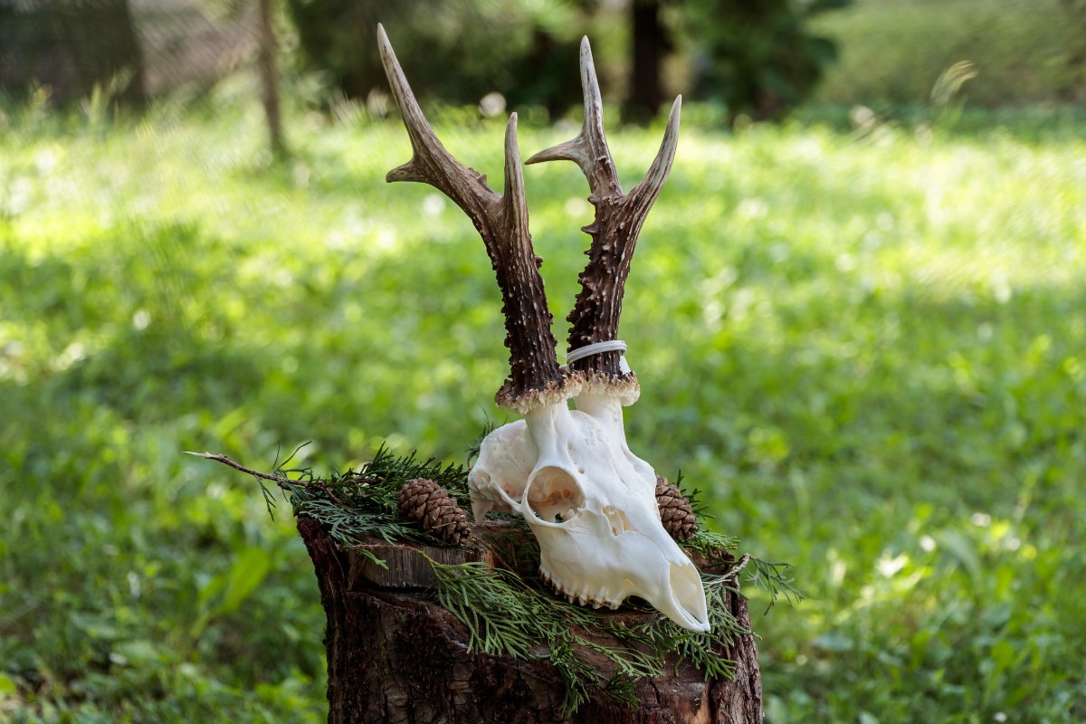 A Deer Skull