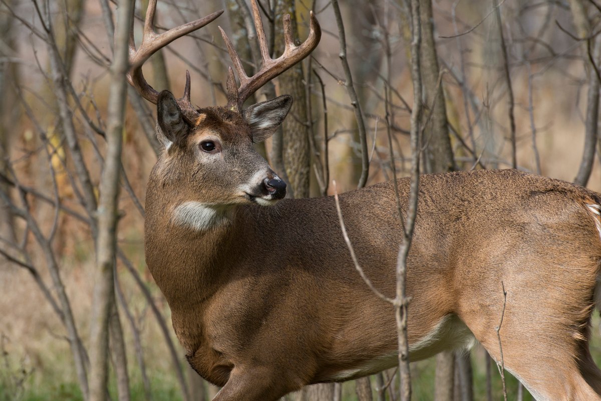 Trophy Buck