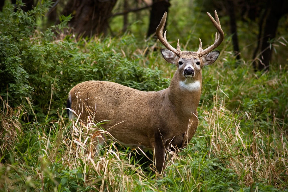 Field Dress A Deer