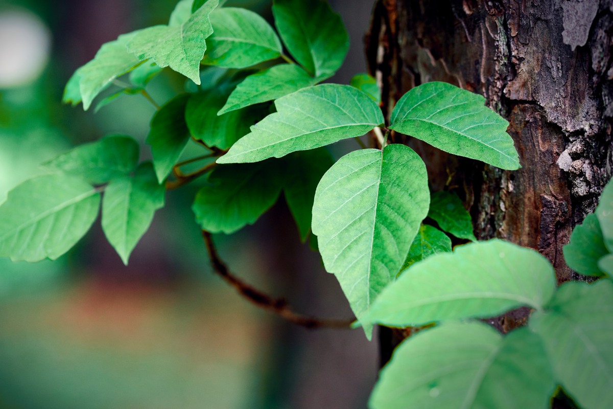 Poison Ivy