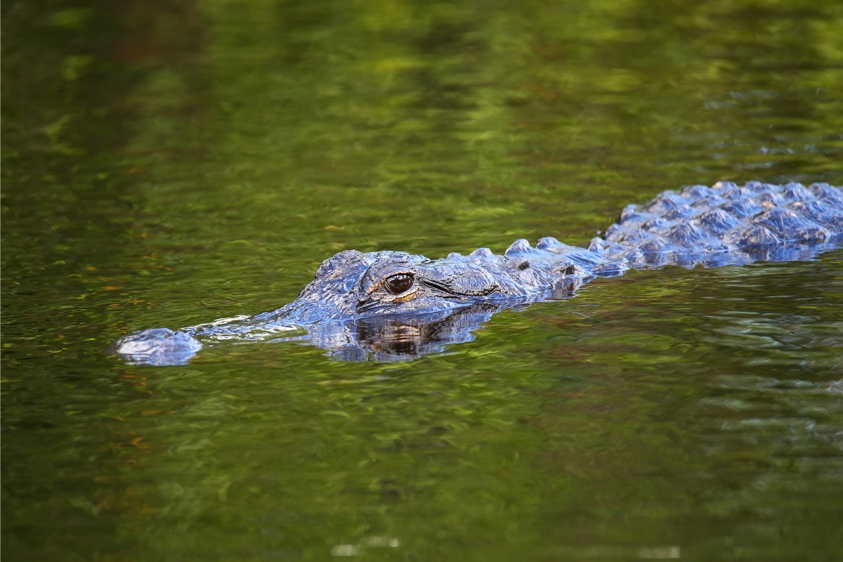 Kayak With Alligators