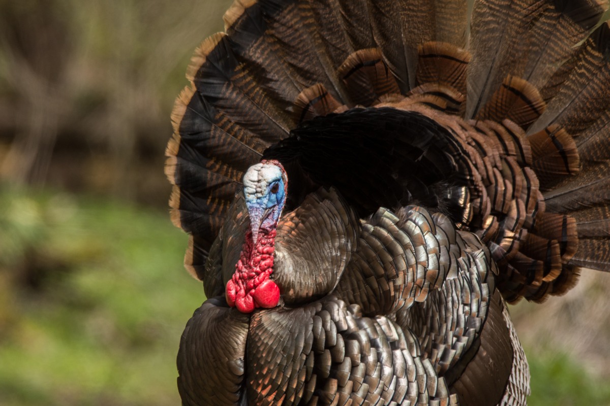 Turkey Hunting States