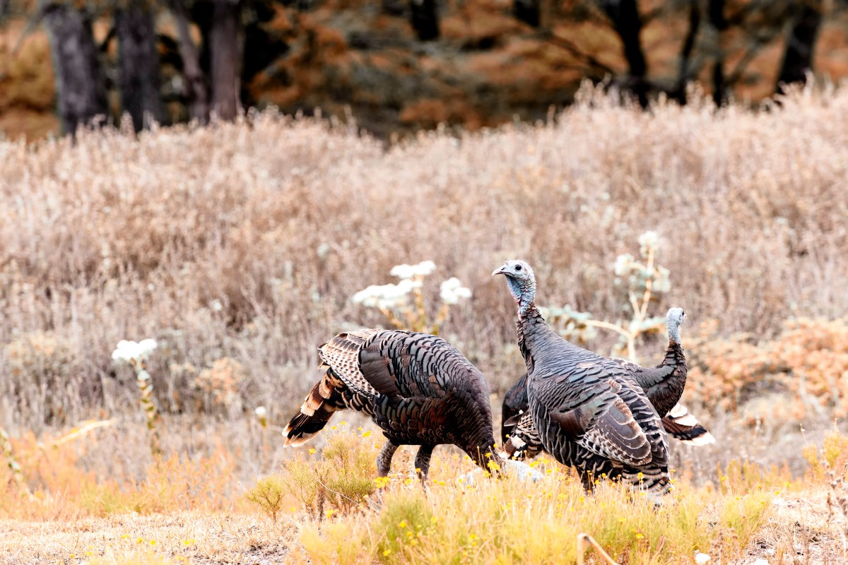 Turkey Hunting Tips