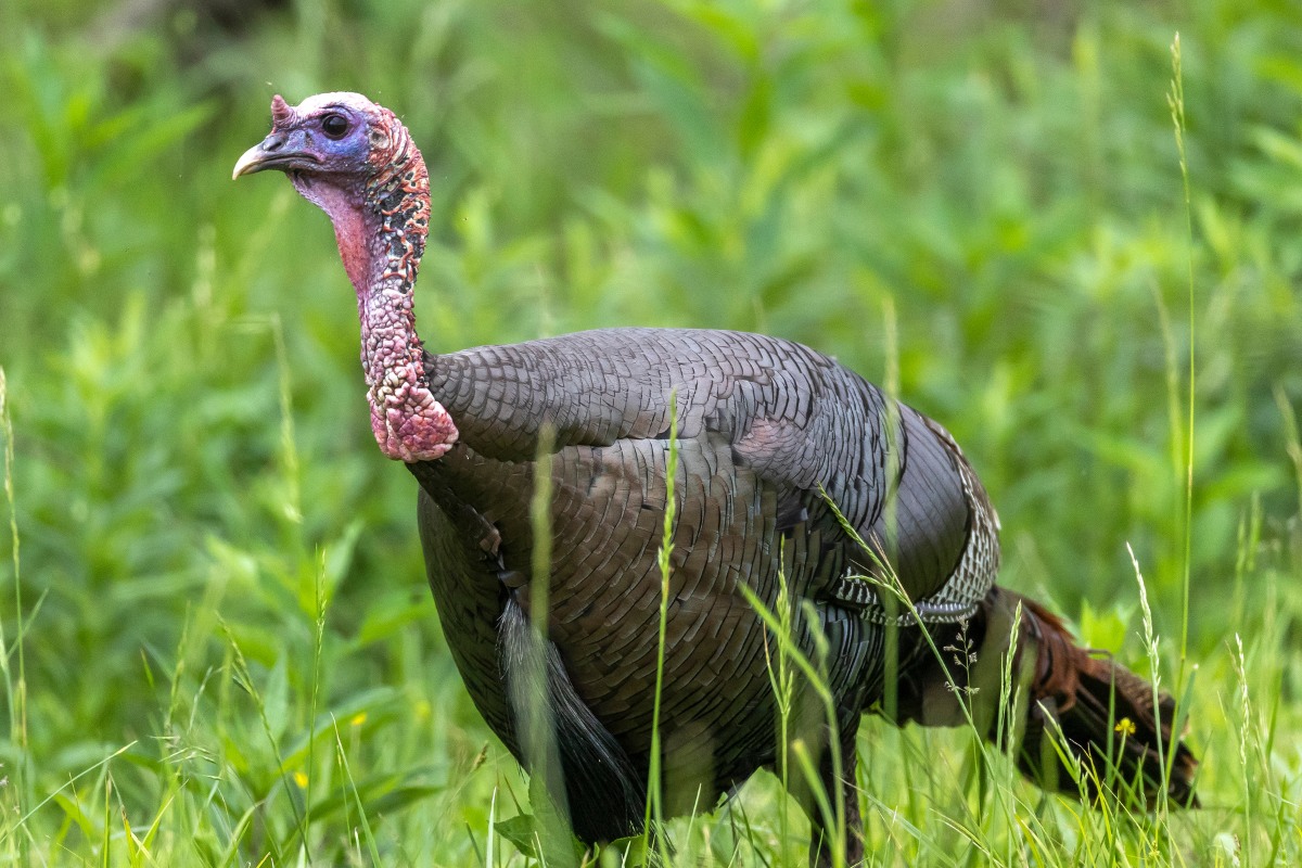 Where To Bow Shoot A Turkey